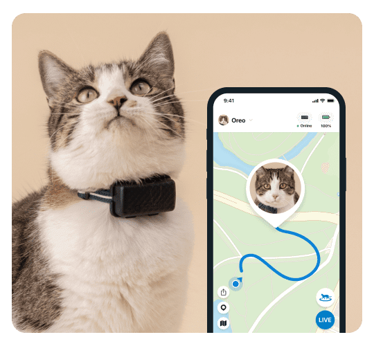 Cat wearing a GPS tracker on a map