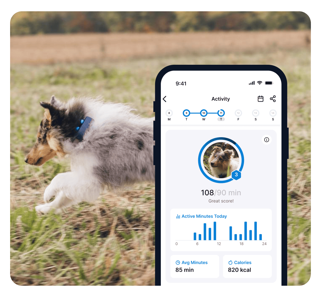 Dog running with activity tracker data.